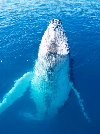 humpback whale hervey bay5