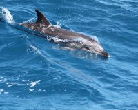 dolphin hervey bay2