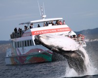 whale breach amaroo 2