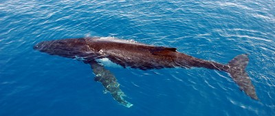 humpback whale hervey bay3