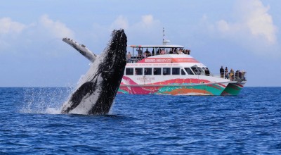 whale watch hervey bay page banner