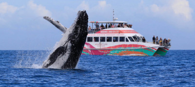 whale watch hervey bay page banner