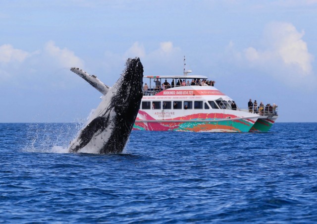 whale breaching with whale watch boat in background
