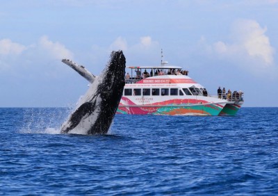Amaroo humpback whale 2