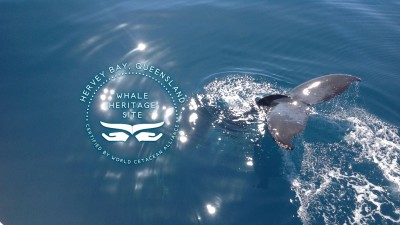 hervey bay whale heritage site banner