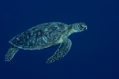 turtle hervey bay3