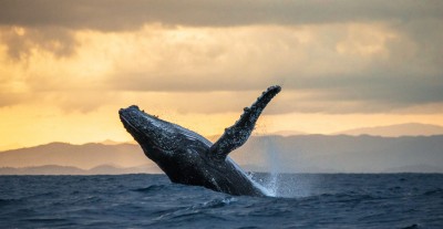 whale sunset