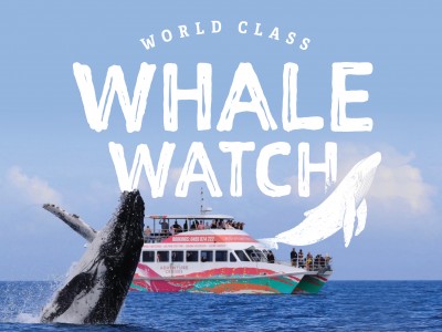 whale watch rezdy cover