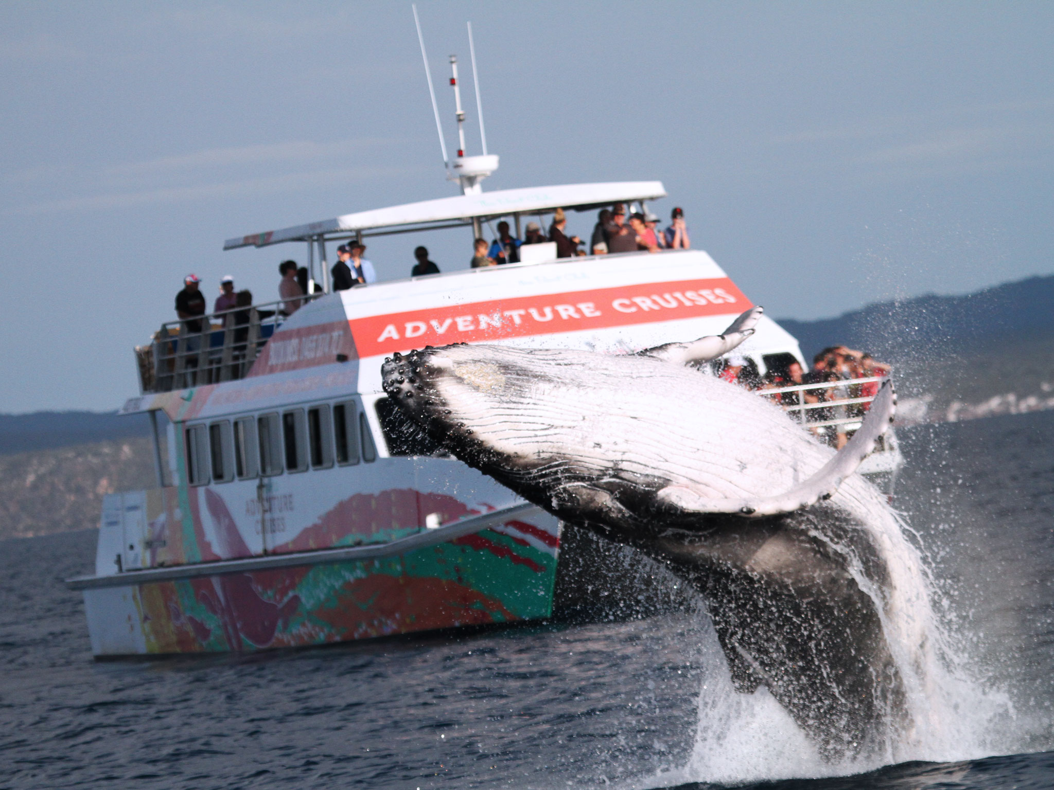 whale tour boat